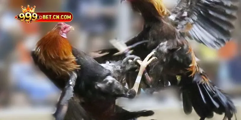 Nghiên cứu kỹ lưỡng sẽ nâng cao khả năng lựa chọn chính xác