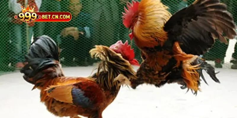 Trận đá gà diễn ra trong môi trường hợp pháp
